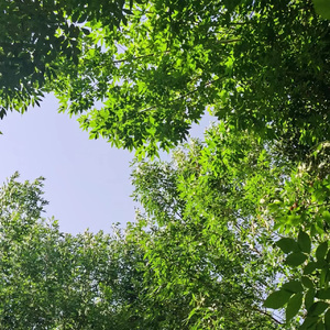 七月盛夏·蝉鸣与碎叶的圆舞曲