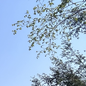 Metio-Far from you（Dinosaurrr remix）