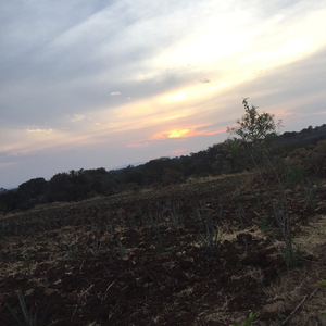 CORAZÓN DE MI EXISTIR