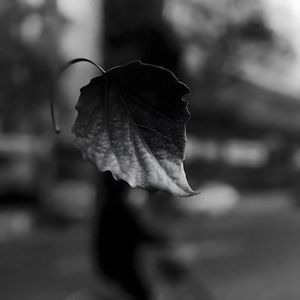 Fallen Leaves（落叶）