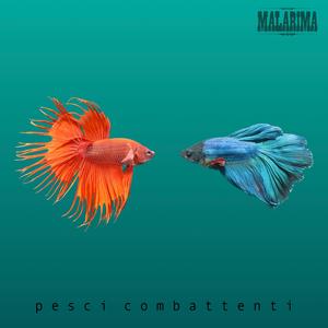Pesci combattenti