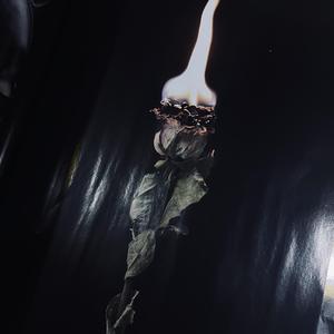 玛卡瑞纳（cover 海龟先生）