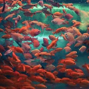 [FREE] "冰冷热带鱼" Supuretrap Type Beat