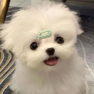 浪漫爱