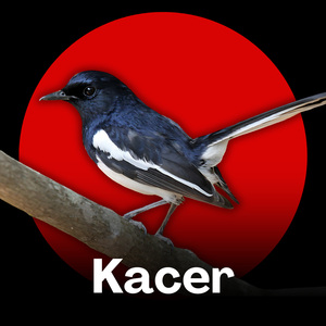 Kacer - Teknik Meningkatkan Suara Gacor Kacer