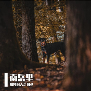 飞鹰-整曲 伴奏