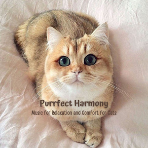 Melodies for Mellow Meows