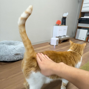 猫のお尻をポンピング