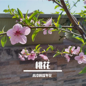 桃花