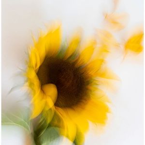 向阳 (Sunflower / Facing the Sun)