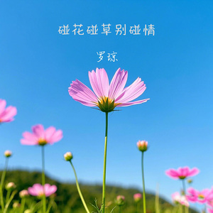 碰花碰草别碰情