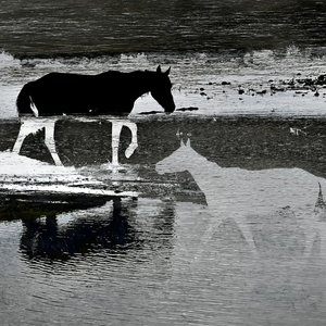 2018澳亚高八度－斑马斑马