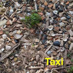 Taxi