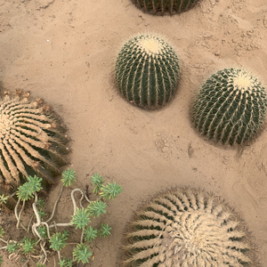 [Free]''生长吧''-''Type Beat''