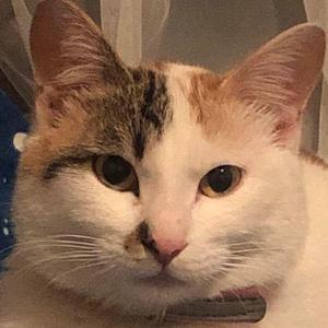 山楂树之恋(cover程佳佳）