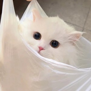 浪漫血液（女声）