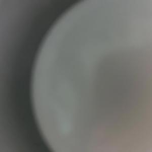 Black Chickadee