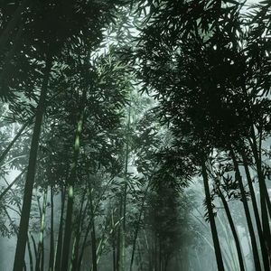林中游兮(8)