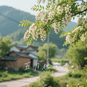 五月槐花香