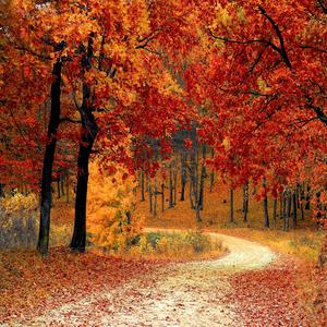 Autumn Wind Ambient Sounds, 1 Hour: Nature Atmosphere for Relaxation, Massage, Meditation, Yoga, Spa, Mindfulness & Sleep