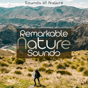 Spattering Woodland Rains