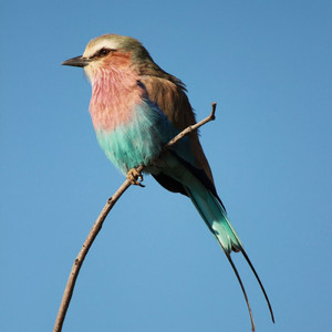 Birdsong Resonant Zen