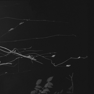 Sakuraza (Full length recording)