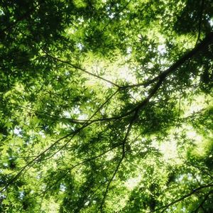 春日午后 (白噪音)