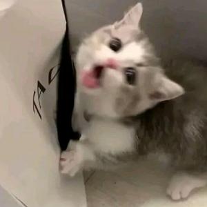 妈妈的话
