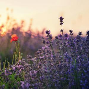 গ্রামের ব্লগ সাউন্ড 2