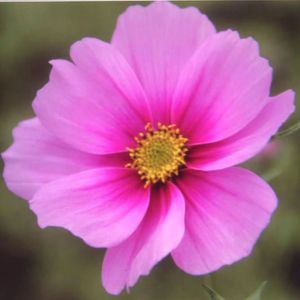 妹妹（纯净版）