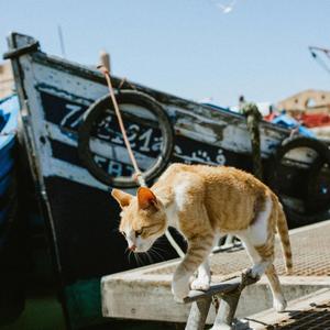 sailor song (sped up)