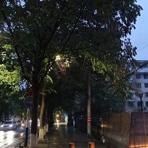 被驯服的象