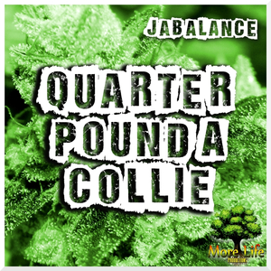 Quarter Pound a Collie