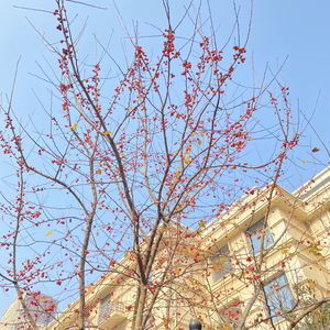 人间宝藏