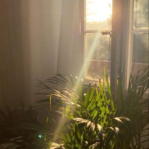 Retro Garden Sessions