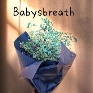 Babysbreath