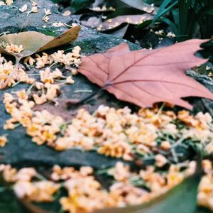 疯子（翻自 Peggy Hsu）