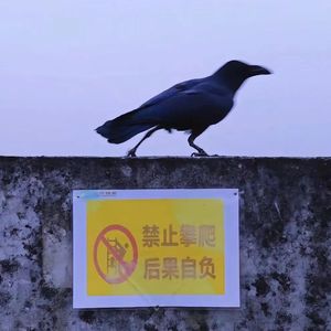 MASTERLEVEL - .愛_羅_武_遊