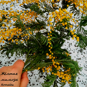 Жёлтая мимоза