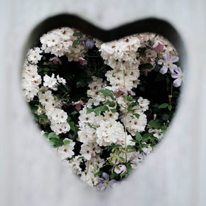 いけばな (feat. 重音テト)