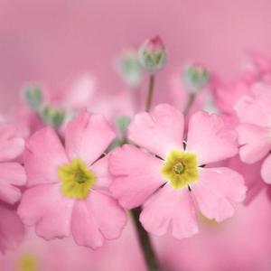 初夏三叶草之歌