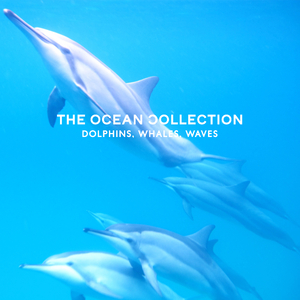 Calming Ocean Sounds with Dolphins & Whales