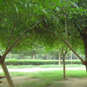 Eklai Bhayeni