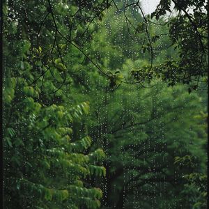 五音养生·木音（疏肝解郁、明目养神）