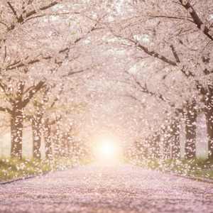 新しい風が君を運ぶ