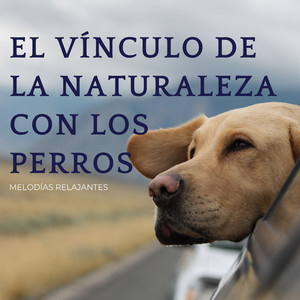 Armonía Canina En El Abrazo De La Naturaleza