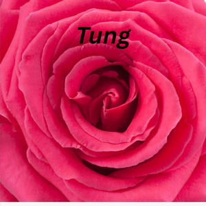 Tung