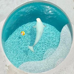 Proverbe du Béluga (feat. SevDee)