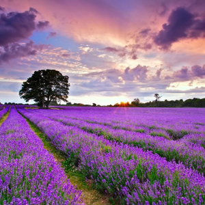 童年的回忆 伴奏